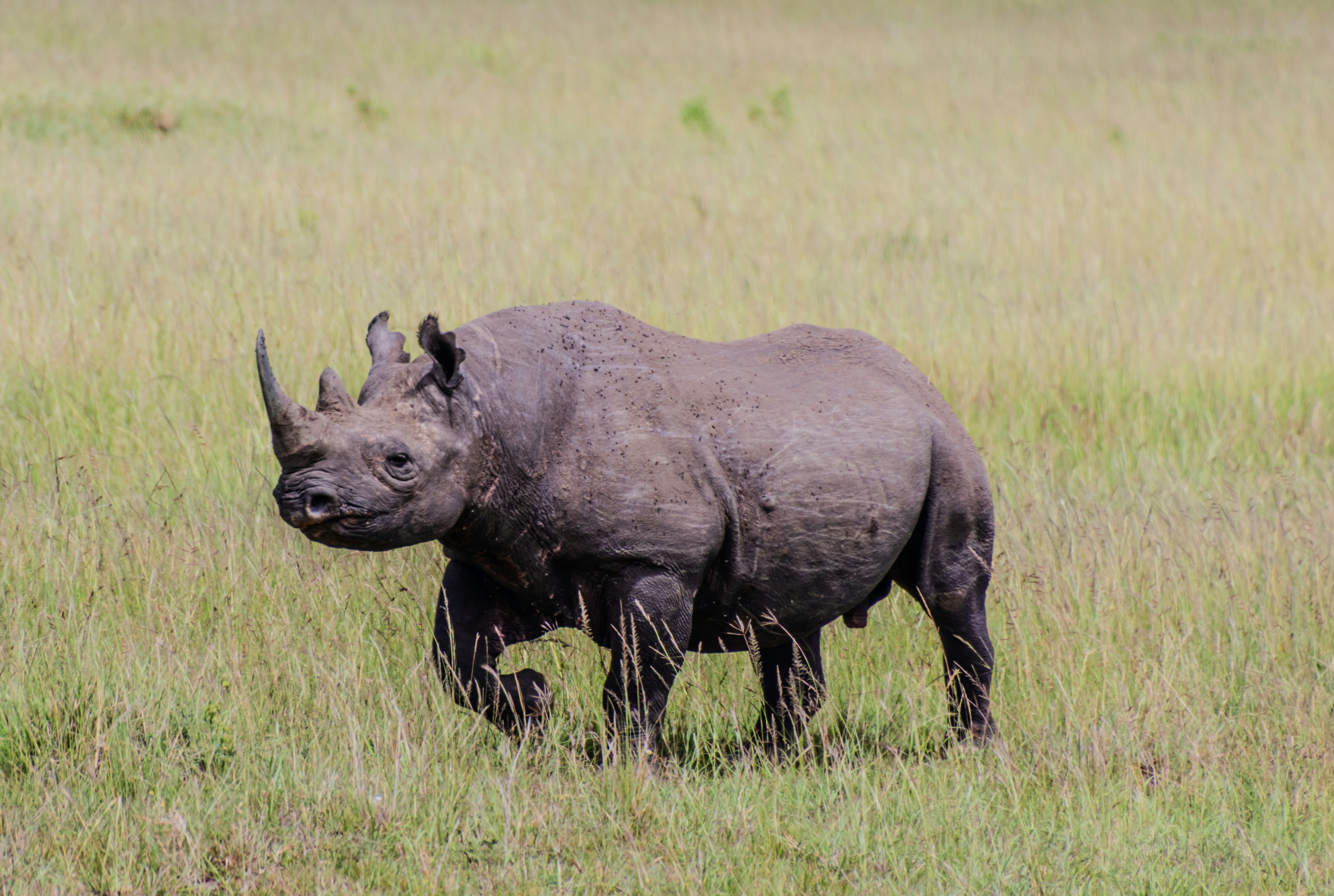 Mkomazi National Park