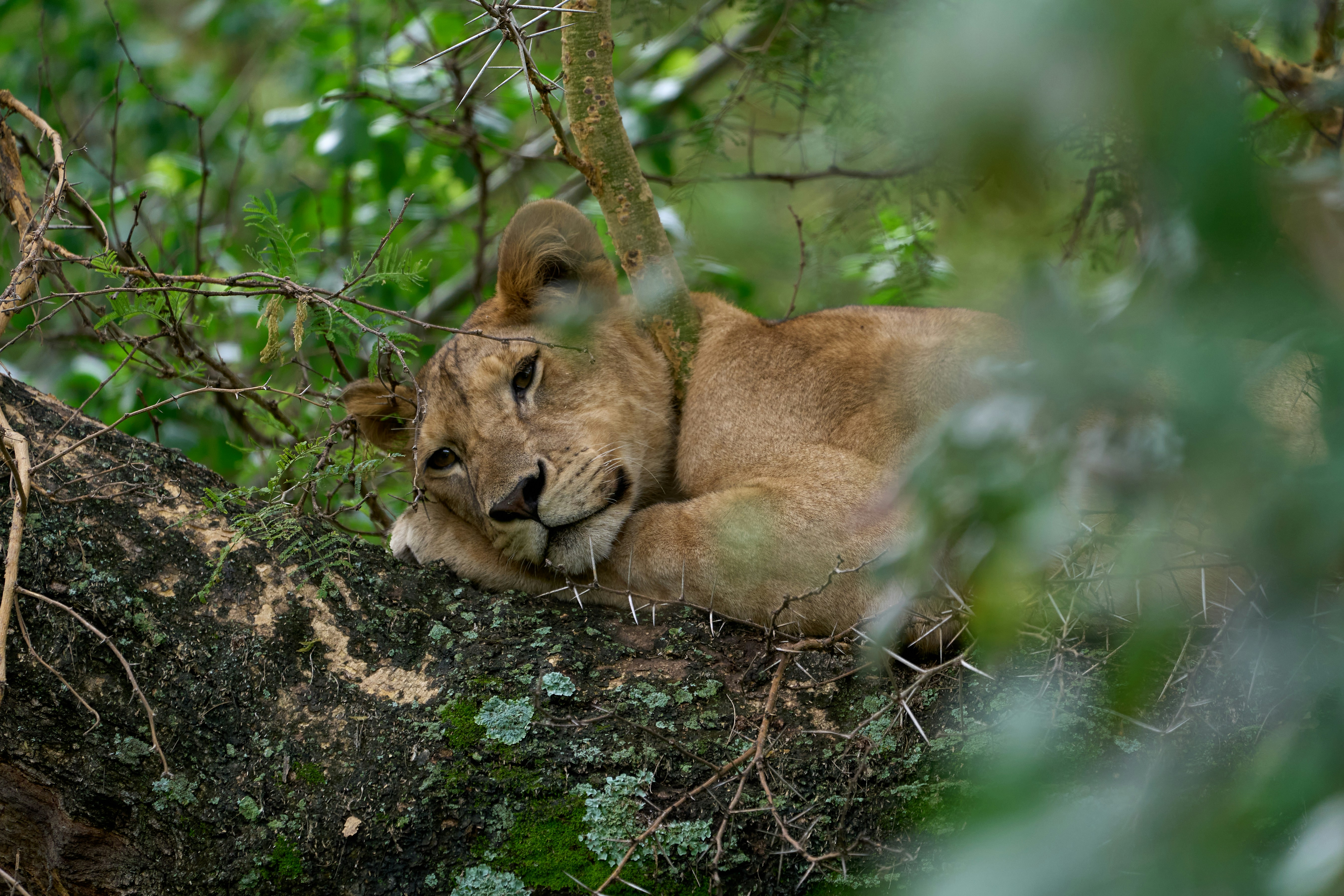 Lake Manyara National Park