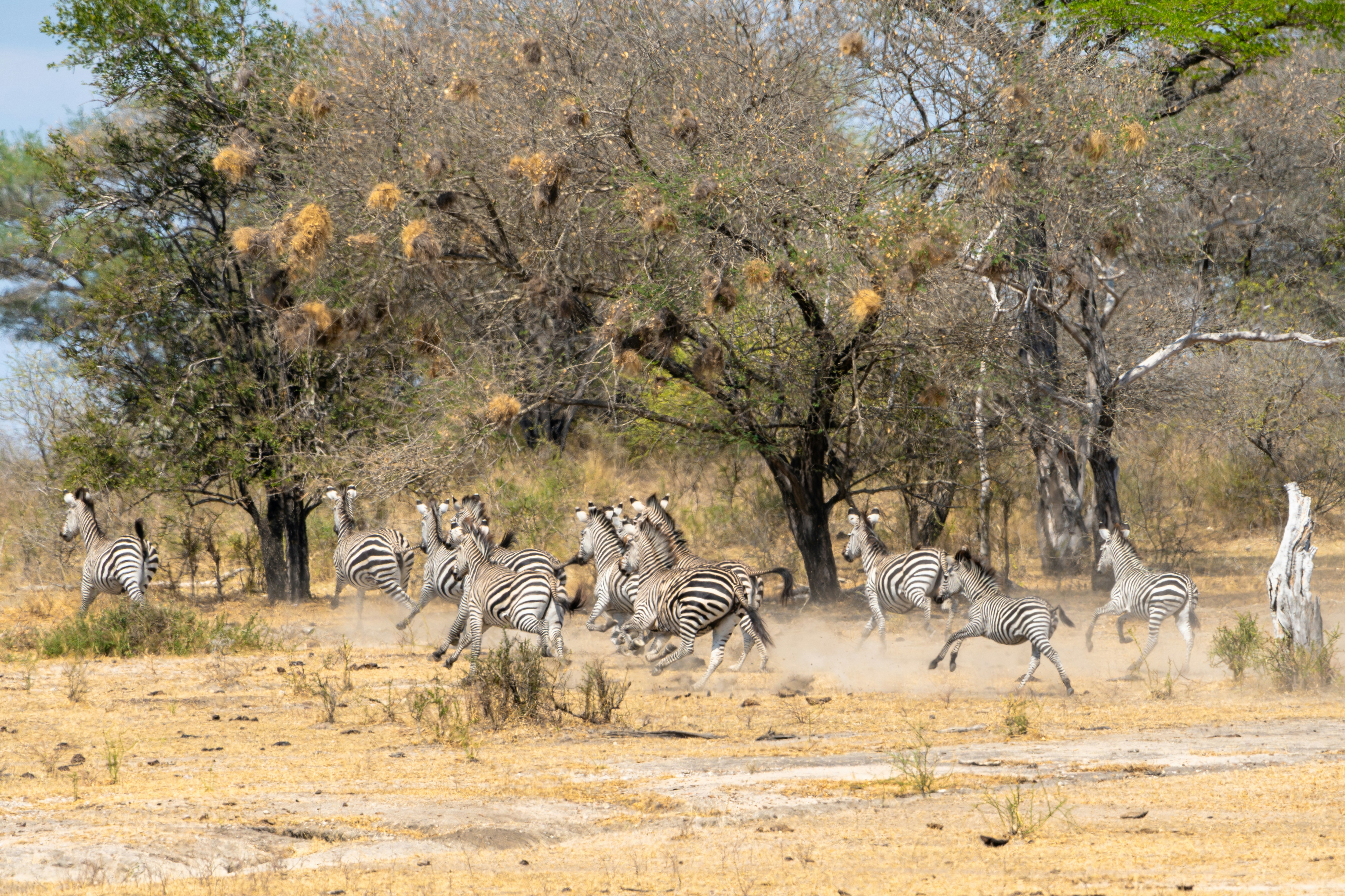 Selous & Nyerere National Park