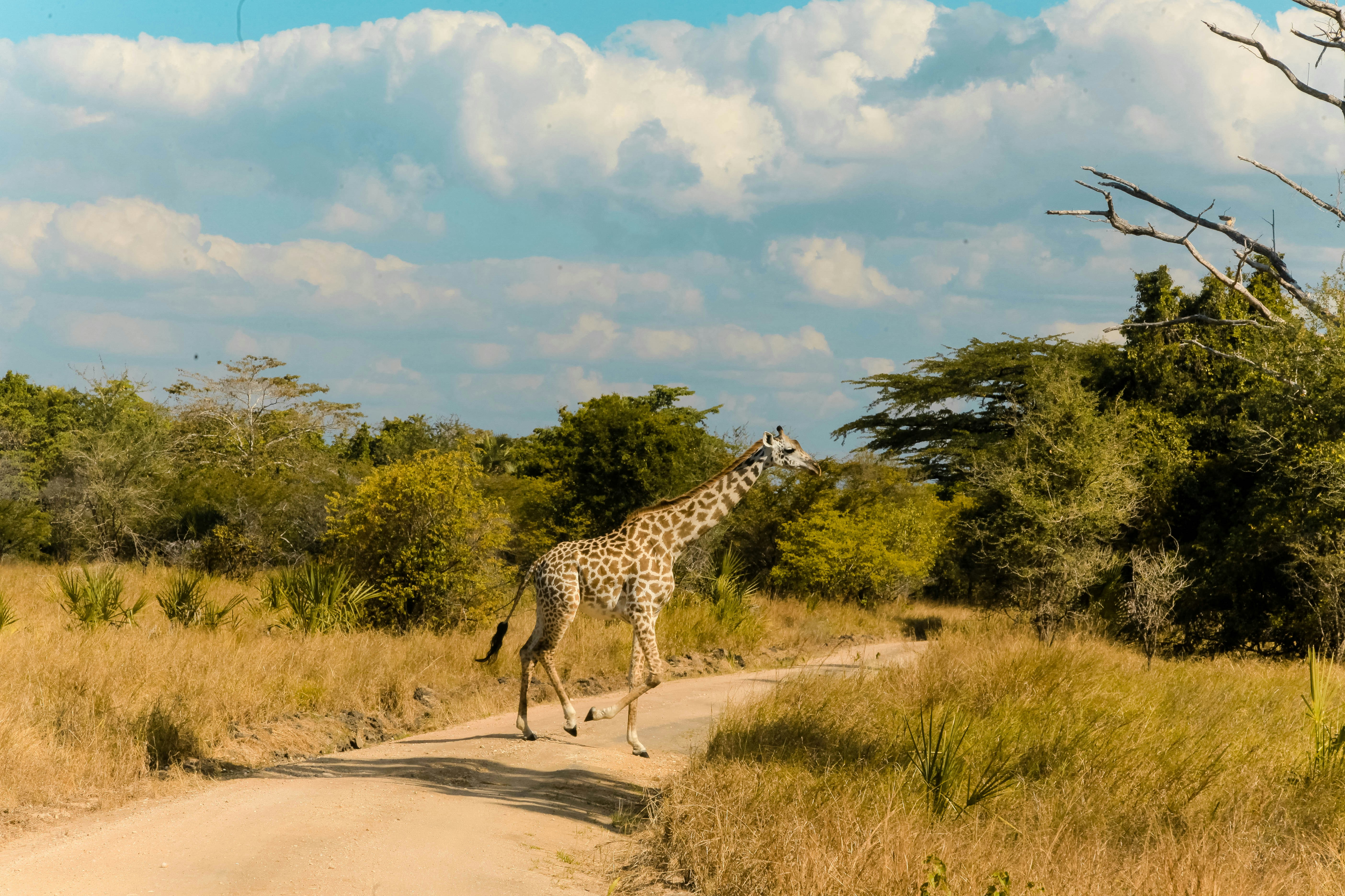 Saadani National Park